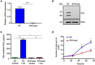 Entamoeba histolytica Cyclooxygenase-Like Protein Regulates Cysteine Protease Expression and Virulence